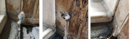 내년부터 새 아파트 하자 관리가 엄격해진다.새 아파트 안방 욕실 문틀 사이에 곰팡이와 함께 8번이나 버섯이 난 모습.<연합뉴스>